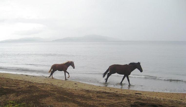 Aroha Taveuni Beachfront Bures Waiyevo Екстер'єр фото